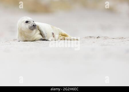 Junge Kegelrobbe auf der vorgelagerten Insel Helgoland. Stockfoto