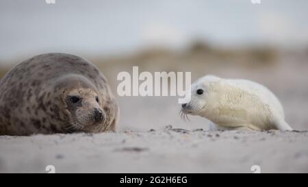 Junge Kegelrobbe auf der vorgelagerten Insel Helgoland. Stockfoto