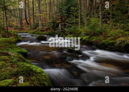 Der kleine ohne im Nationalpark Bayerischer Wald. Stockfoto