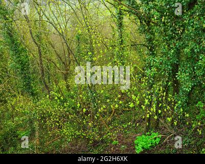 Europa, Deutschland, Hessen, Marburger Land, Geopark Vogelsberg, Amöneburg, Blick auf das Naturschutzgebiet 'Heckenhain', Urwaldgebiet Stockfoto