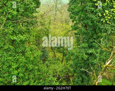 Europa, Deutschland, Hessen, Marburger Land, Geopark Vogelsberg, Amöneburg, Blick auf das Naturschutzgebiet 'Heckenhain', Urwaldgebiet Stockfoto