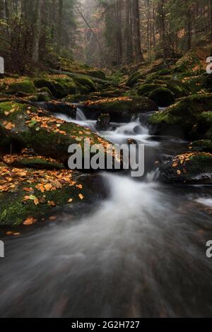 Der kleine ohne im Nationalpark Bayerischer Wald. Stockfoto