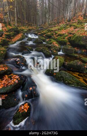 Der kleine ohne im Nationalpark Bayerischer Wald. Stockfoto