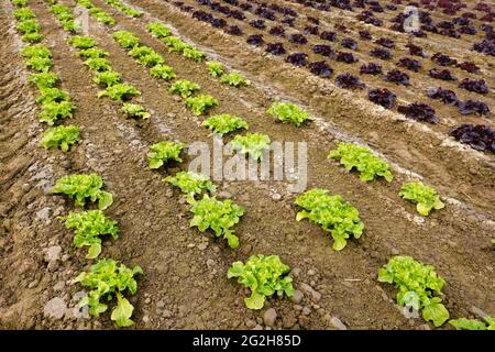 Welver, Kreis Soest, Sauerland, Nordrhein-Westfalen, Deutschland - Gemüseanbau, in Reihen wachsende Salatpflanzen, Eichenblattsalat (Lactus sativa var. Crispa), auch Eichenblattsalat oder amerikanischer Salat. Stockfoto