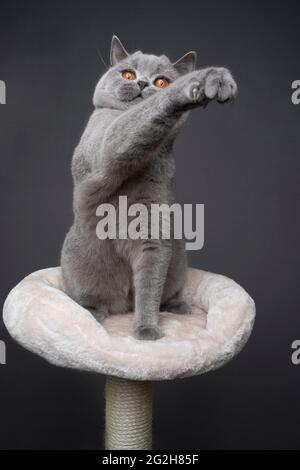 Blaue britische Kurzhaarkatze, die auf einem Kratzpfosten-Haustier-Bett sitzt Wiedergabe Aufzucht Raising Pfote auf grauem Hintergrund mit Kopie Platz Stockfoto