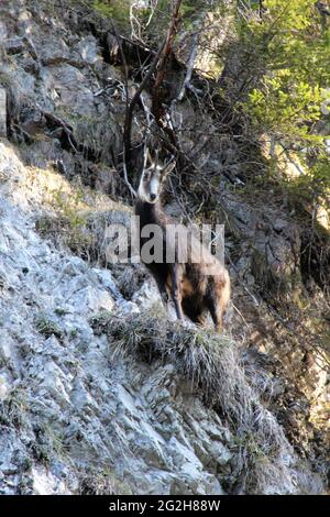 Gämsen am Wegesrand in der Hüttlebachklamm bei Krün, Karwendelgebirge, Werdenfelser Land, Oberbayern, Bayern, Deutschland, Isartal, Alpenwelt Karwendel Stockfoto