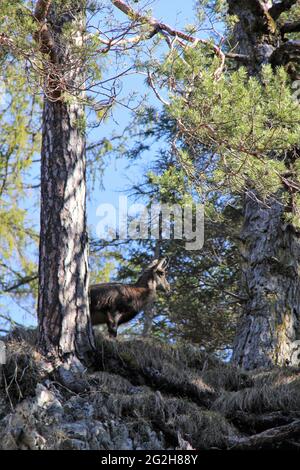 Gämsen am Wegesrand in der Hüttlebachklamm bei Krün, Karwendelgebirge, Werdenfelser Land, Oberbayern, Bayern, Deutschland, Isartal, Alpenwelt Karwendel Stockfoto