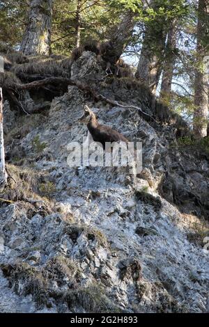 Gämsen am Wegesrand in der Hüttlebachklamm bei Krün, Karwendelgebirge, Werdenfelser Land, Oberbayern, Bayern, Deutschland, Isartal, Alpenwelt Karwendel Stockfoto