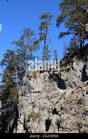 Gämsen am Wegesrand in der Hüttlebachklamm bei Krün, Karwendelgebirge, Werdenfelser Land, Oberbayern, Bayern, Deutschland, Isartal, Alpenwelt Karwendel Stockfoto