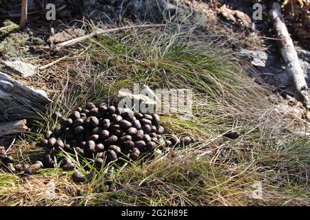 Lösung von Gämsen, Exkremente an der Hüttlebachklamm in Krün, Karwendelgebirge, Werdenfelser Land, Oberbayern, Bayern, Deutschland, Isartal, Alpenwelt Karwendel Stockfoto