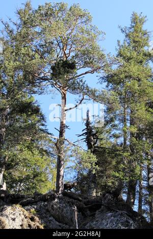 Gämsen am Wegesrand in der Hüttlebachklamm bei Krün, Karwendelgebirge, Werdenfelser Land, Oberbayern, Bayern, Deutschland, Isartal, Alpenwelt Karwendel Stockfoto