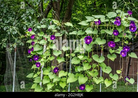 Morgenglocke auf einer Weinrebe im Sommergarten. Stockfoto