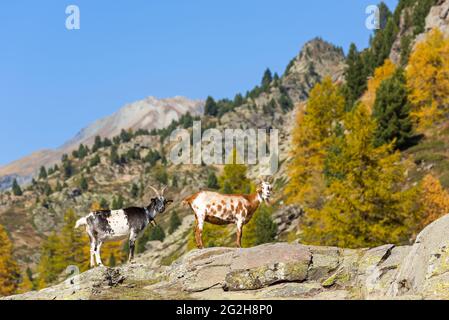 Ziegen im Vallée de la Clarée bei Névache, Frankreich, Provence-Alpes-Côte d'Azur, Dep. Hautes-Alpes Stockfoto