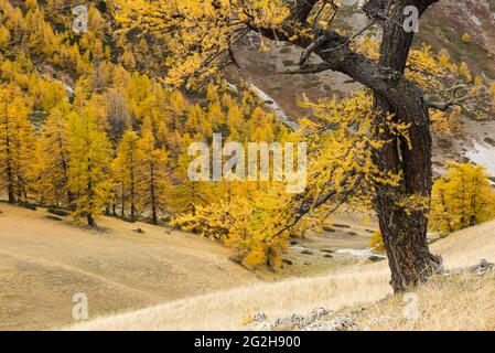 Knarrige Lärche am Col des Thures, Herbstfarben, bei Névache, Frankreich, Provence-Alpes-Côte d'Azur, Abt. Hautes-Alpes Stockfoto