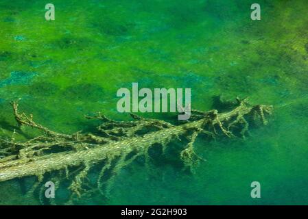 Toter Baumstamm im Wasser des Lac Vert, Vallée Étroite, bei Névache, Frankreich, Provence-Alpes-Côte d'Azur, Abt. Hautes-Alpes Stockfoto