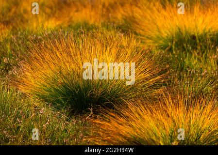 Gräser leuchten im Sonnenlicht, Herbst im Moor, Tourbière de Lispach in der Nähe von La Bresse, Frankreich, Region Grand Est, Departement Vogesen Stockfoto