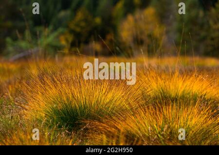 Gräser leuchten im Sonnenlicht, Herbst im Moor, Tourbière de Lispach in der Nähe von La Bresse, Frankreich, Region Grand Est, Departement Vogesen Stockfoto