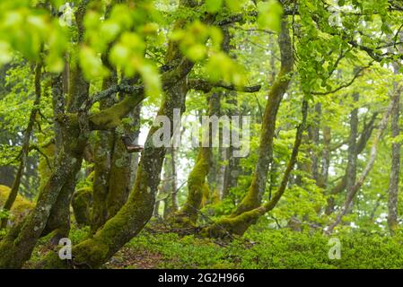 Frühlingshafte Stimmung im Krüppel-Buchenwald bei La Schlucht, moosige Baumstämme und frische Blätter, Frankreich, Region Grand Est, Vogesen Stockfoto
