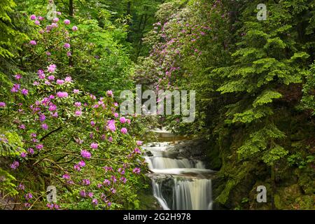 Geroldsauer Wasserfall, bei Baden-Baden, Deutschland, Baden-Württemberg, Nordschwarzwald Stockfoto