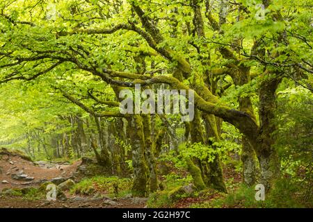 Frühlingshafte Stimmung im Krüppel-Buchenwald bei La Schlucht, moosige Baumstämme und frische Blätter, Frankreich, Region Grand Est, Vogesen Stockfoto