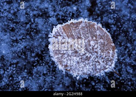 Blatt mit Reif bedeckt auf einem eisigen See, Luftblasen im Eis eingeschlossen, Deutschland, Baden-Württemberg, Südschwarzwald, Nonnenmattweiher Stockfoto