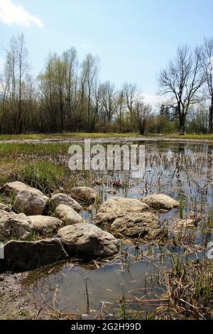 Moorsee im Zentrum für Umwelt und Kultur in Benediktbeuern, Quelle, Schilf, Steine. Oberbayern, Bayern, Süddeutschland, Deutschland Stockfoto