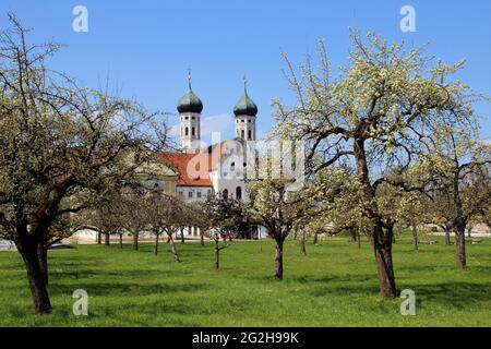 Deutschland, Bayern, Oberbayern, Tölzer Land, Benediktbeuern, Benediktbeuern Kloster, Klostergarten, Obstbäume, Obstwiese, Basilika Stockfoto