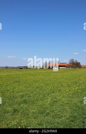 Elandelionswiese mit Bauernhof bei Benediktbeuern, blauer Himmel, Deutschland, Bayern, Oberbayern, Tölzer Land Stockfoto