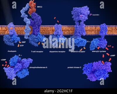G-Protein-gekoppelte Rezeptoren, molekulares Modell Stockfoto