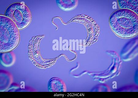 Schlafkrankheit Parasiten, Abbildung Stockfoto