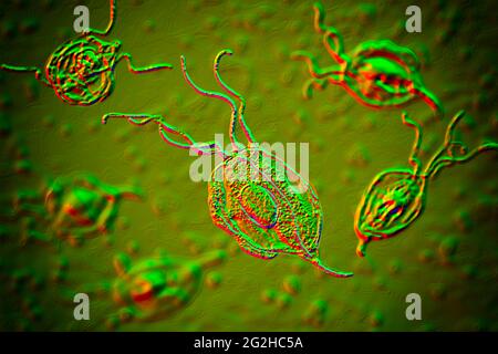 Mündliche trichomonas, Abbildung Stockfoto