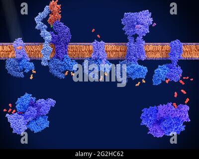 G-Protein-gekoppelte Rezeptoren, molekulares Modell Stockfoto