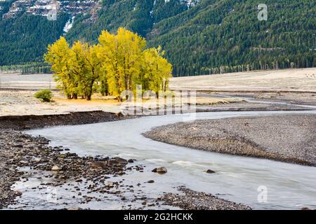 Der Herbst kommt im Lamar Valley in der nordöstlichen Ecke des Yellowstone National Park an. Die Bäume beginnen sich gelb zu färben und Schnee stäubt die fernen Hügel Stockfoto