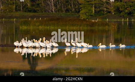 Eine Schar weißer Pelikane spiegelt sich in der Deer Lagoon im Bundesstaat Washington im warmen Morgenlicht wider. Diese Vögel sind zu regelmäßigen Sommerbesuchern geworden. Stockfoto