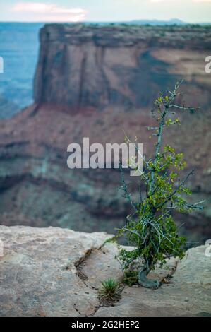 Szene an einer Klippe im Dead Horse State Park Stockfoto