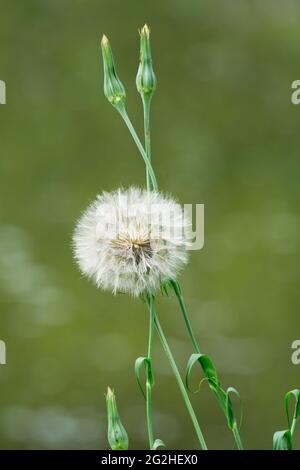 Ziegenbart, Riesendornbart (Tragopogon pratensis), Stockfoto