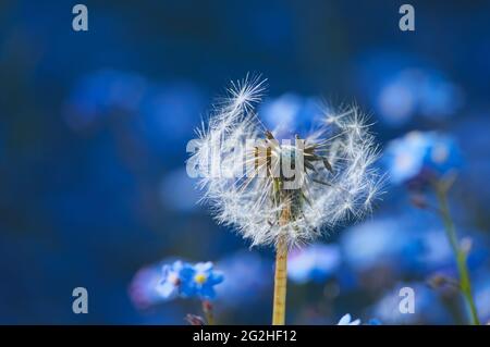 Löchenkernkopf auf Blau (Taraxacum). Stockfoto