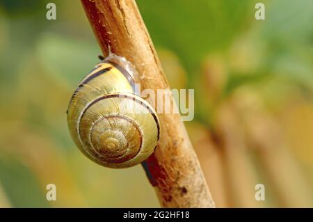 Gemeinsame Gartenschnecke (Cornu aspersum) auf einem Ast. Stockfoto