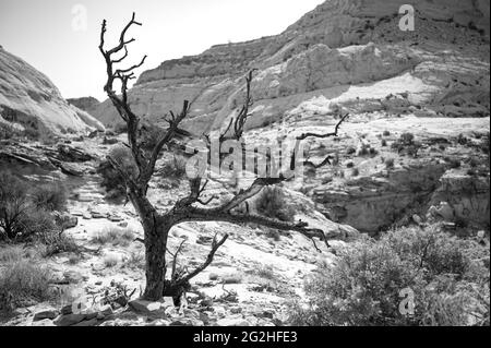 Auf dem Capitol Gorge Trailhead am Ende des Scenic Drive im Capitol Reef National Park, Utah, USA Stockfoto