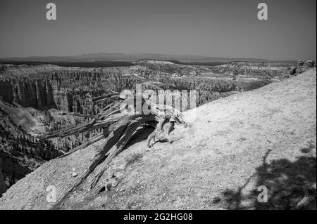 Bryce Point - ein aussichtspunkt mit Blick auf das Amphitheater des Bryce Canyon und ein beliebter Ort, um den Sonnenaufgang zu beobachten. Bryce Canyon National Park, Utah, USA Stockfoto