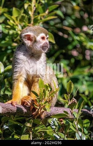 Eichhörnchen Affen sitzen in einem Ast, in der Sonne, Blick in die Ferne, umgeben von Grün in der Sonne mit verschwommenem Hintergrund. Stockfoto