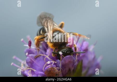 Orangefarbene Furchbiene, Halictus rubicundus, die sich von Teufelskrebsen ernährt, Succisa pratensis Stockfoto