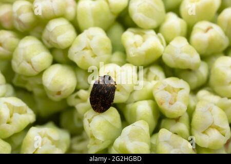 Museumskäfer, Anthrenus museorum die Larve dieses Käfers ist auf den Rhabarberknospen ein Schädling auf Hautprodukten Stockfoto