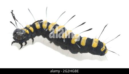 Erlenmotte, Acronicta alni larva isoliert auf weißem Hintergrund, Makrofoto Stockfoto