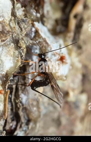 Weibliche Parasitenwespe, die Eier in Tannenholz mit Harz legt Stockfoto