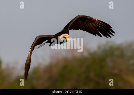 Der Weißkopfseeadler (Haliaeetus leucocephalus) im Flug. Es ist ein Greifvogel, der in Nordamerika gefunden wurde Stockfoto