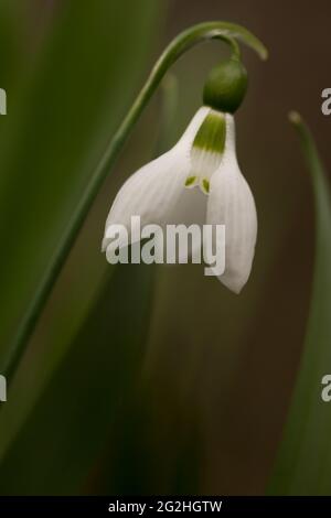 Schneeglöckchen, Galanthus, Nahaufnahme, dunkler unscharfer natürlicher Hintergrund Stockfoto