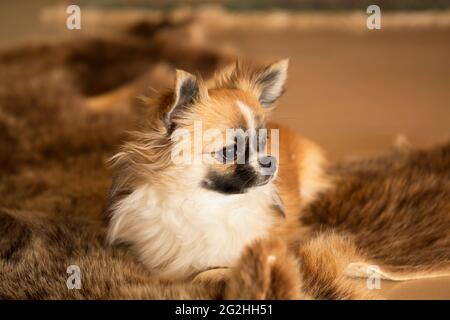 Langhaariger chihuahua-Zobel, gefärbt mit weißen Markierungen, die auf einem Bärenfellchen ruhen Stockfoto