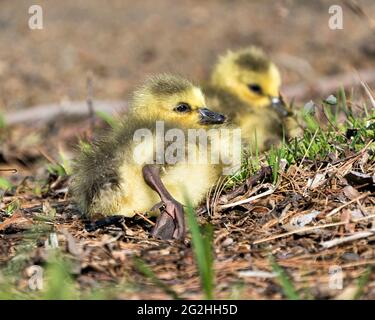 Kanadische Babys, die sich in ihrer Umgebung und ihrem Lebensraum auf Gras ausruhen, sehen Nahaufnahme des Profils. Bild „Canada Goose“. Bild. Hochformat. Foto. Stockfoto