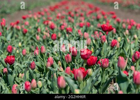 Rote Tulpen in einem Tulpenfeld Stockfoto